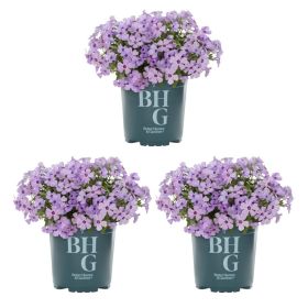 2.5QT Woodland Phlox Divaricata Live Perennial Plant Sun 3 -Pack